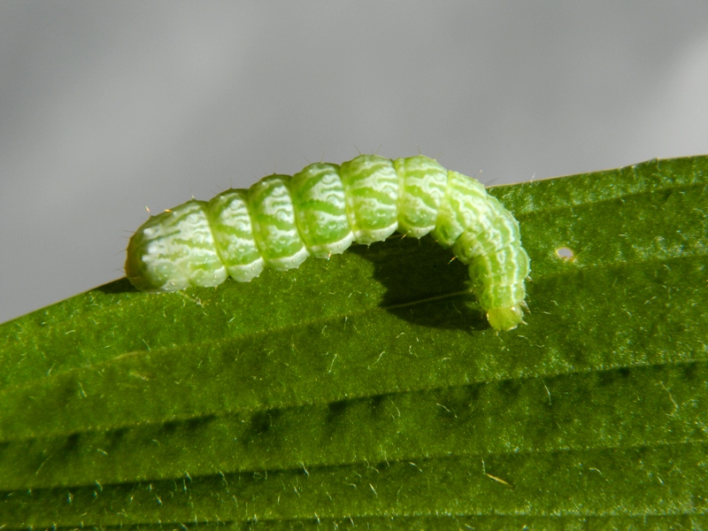 Bruco e falena: Diachrysia chrysitis